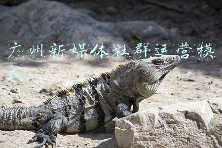社群运营和新媒体运营的区别(运营新生代“社群营销”和“私域运营”，他们是什么呢？)