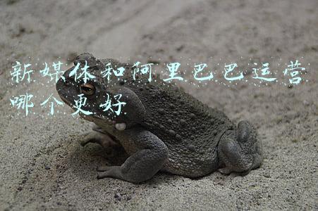 阿里巴巴新媒体运营(一文读懂阿里巴巴国际站流量运营（认知篇）)