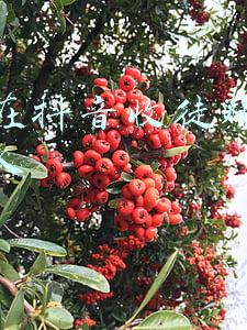 怎样在抖音收徒赚钱最多的人