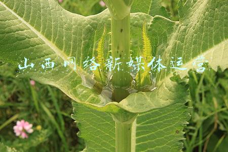 山西网络新媒体运营