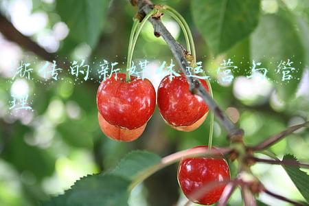 浙传的新媒体运营与管理