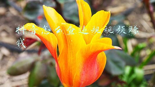 抖音怎么查违规视频赚钱