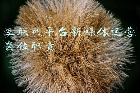 互联网新媒体(“建功新时代，出彩郑州人”互联网新媒体创意短视频制作大赛火热进行中)