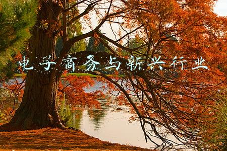 新兴c2c电子商务应用(科技述说：了解什么是电子商务？)