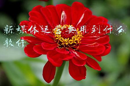 新媒体运营的相关软件(新媒体运营神器：超级实用的工具app合集！0基础转行小白必备)