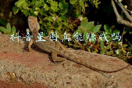 抖音开通星图怎么赚钱(抖音星图怎样接单？抖音星图接单流程？)