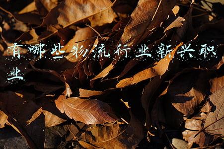 有哪些物流行业新兴职业