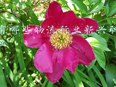 新兴物流单号查询(“双11”货量小高峰来了，航空公司“客改货”来带货)