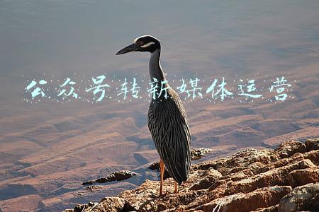 公众号转化(私域流量转化新办法，公众号推出商店功能，文章中可插入产品卖货)
