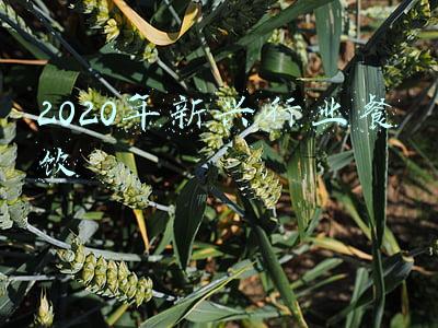 2020年新兴行业餐饮