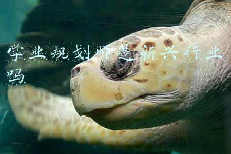 学业规划师是新兴行业吗