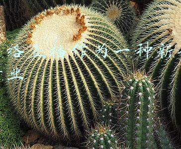 随着互联网的发展,网络直播行业走红(规范直播产业发展，浙江省政协委员呼吁推进网络主播持证上岗)