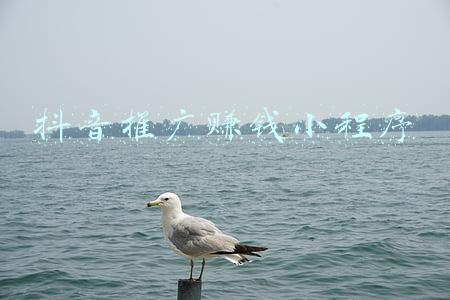 抖音推广赚钱小程序