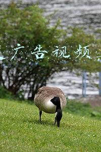 抖音发广告视频(原来抖音植入式广告短视频是这样创作的)