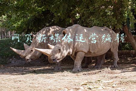 网页新媒体运营编辑