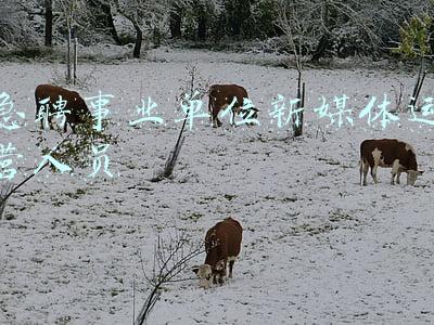 急聘事业单位新媒体运营人员