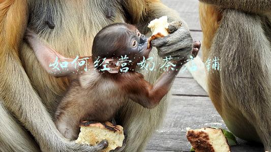 奶茶店怎么开店《开奶茶店》