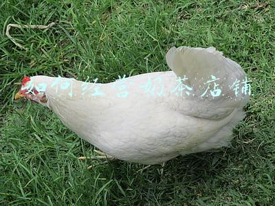 如何正确的经营一家奶茶店-怎么样才能经营好一家奶茶店