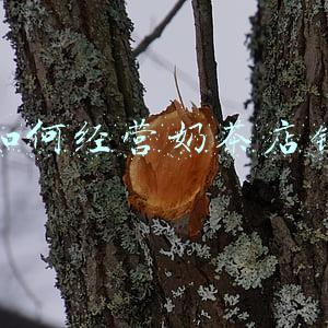 没经验怎样开奶茶店-没有经验怎么开奶茶店