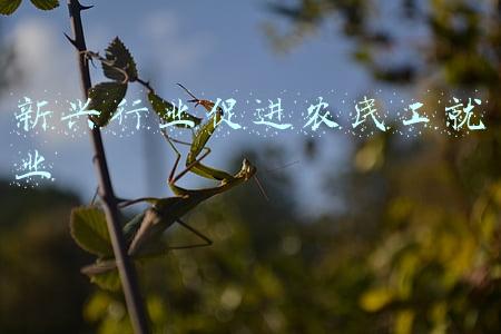 新兴行业促进农民工就业