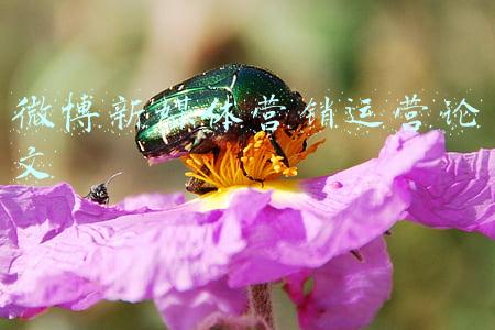 微博网络营销论文(微博式“掩耳盗铃”)