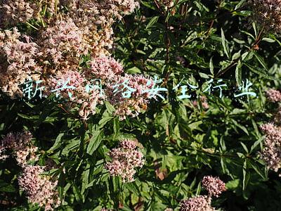 新兴网络安全行业