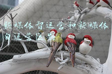 智媒体管理平台(杨艳：打造5G消息平台，提升党媒传播力和竞争力)