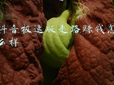 抖音极速版走路赚钱怎么样