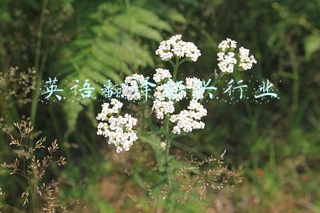 新兴产业翻译(翻译与跨文化误解：英语单词“Confucianism”的起源)