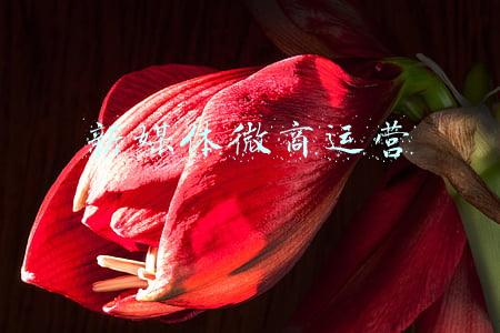 新媒体微商运营