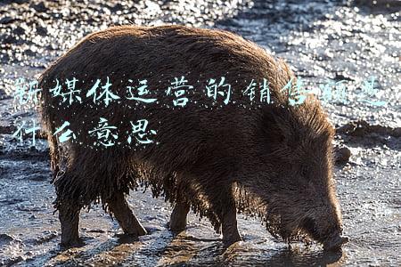 新媒体销售文案写作(自媒体创作销售型文案如何迅速抓人眼球？)