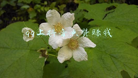 qq上抖音点赞赚钱