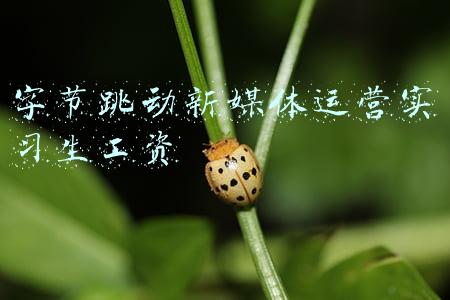 字节跳动应届生底薪(字节跳动取消大小周的第一个薪酬日，有员工降薪近20%)