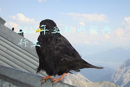 2021年互联网新兴行业