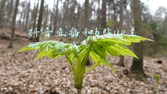 视频up主如何赚钱(UP主的“赚钱之路”：平台补贴是零花钱，广告价根据粉丝量“明码标”)