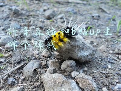 直播up主(因为说错话，超级UP主被裁定赔偿B站2000万！账号曾被封10个月，掉粉130万)