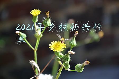 2021年乡村新兴行业