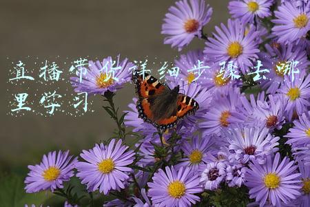 直播带货详细步骤去哪里学习