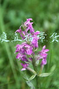 张庭带货是真的吗(张庭夫妇涉传销被查，“微商女王”终于露出了马脚：法治社会里，容不得任何不堪的“秘密”)