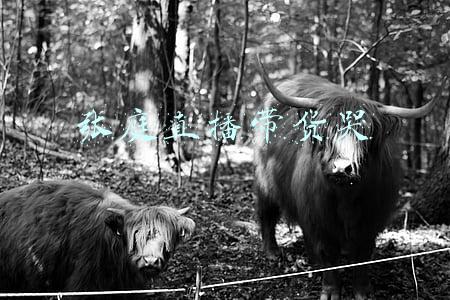 张庭直播带货哭