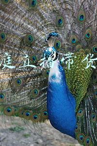张庭直播带货哭