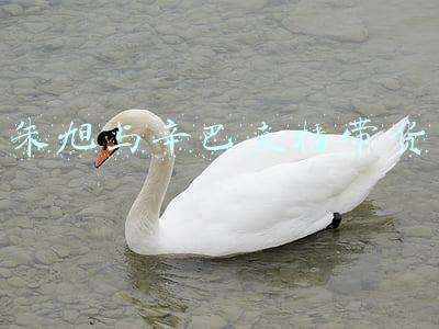 朱旭与辛巴直播带货