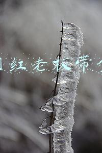 光头网红老板带货直播