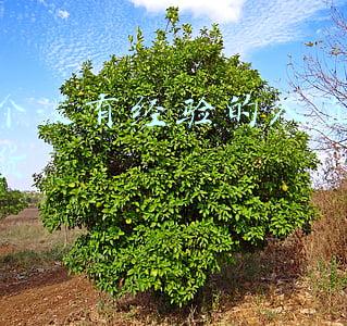 三个没有经验的人直播带货
