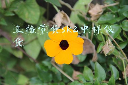 直播带货sk2中样假货