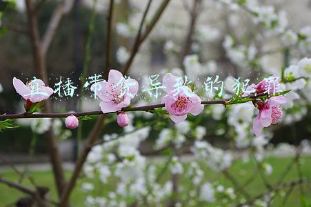 直播带货导致的犯罪