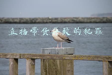 直播带货被抓(一网红主播栽了，23人被抓，涉案5000万)