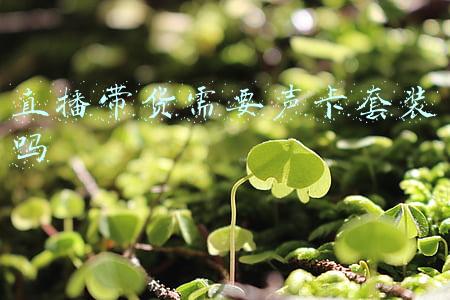 直播带货用什么声卡好(直播利器！得胜MX1 Pro声卡与SM-18麦克风组合套装评测)