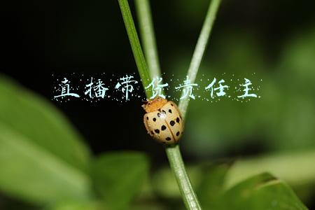 主货宝(「乌兰道20号」“黑国语”——包头方言中的隐语行话)