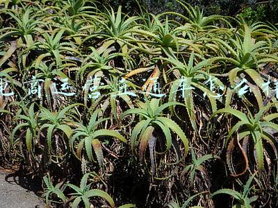 电商运营直通车是什么(淘宝运营3分钟了解小类目直通车玩法—实操解析)